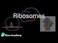 Ribosomes Cell The Unit of Life Grade 11 Biology Khan Academy
