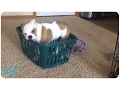 Bulldog Vs Basket Airing Out Their Dirty Laundry