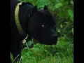Prague Black AMERICAN BULLY