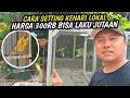 Download Lagu TUTORIAL RAWAT KENARI LOKAL JADI GACOR MENTAL JUARA‼️3 LANGKAH YG HARUS DI LAKUKAN