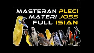 masteran pleci juara masteran pleci isian kenari blackthroat dan burung2 kecil