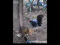 Download Lagu Kalij Pheasant a Beautiful Pheasant #wildlife #himalya #short