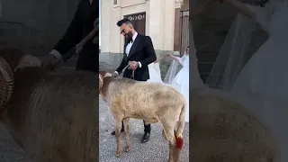 العرس كبش دندنها