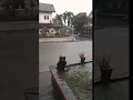 Download Lagu Banjir banyumanik semarang - jalan seperti sungai