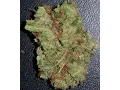 Pinetrak by Abatin Wellness