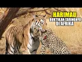 Lagu ASLI NGERI !! Harimau Dilepaskan Di Afrika, Langsung Habisi Ratusan Hewan, Kandang Singa Di Acak²