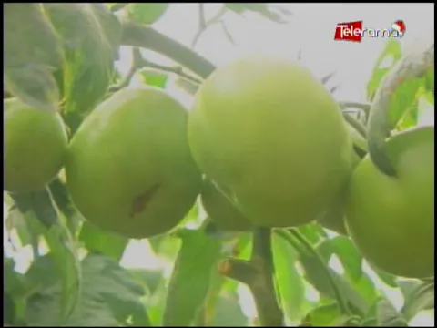 Ecuador Agropecuario 12-12-2018