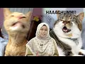 Lagu Ini Punca Kucing Anda Bersin