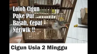 Download loloh anakan cigun ciblek gunung usia 2 minggu MP3