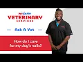 Tips For Cutting Dog Nails PetSmart Veterinary Services