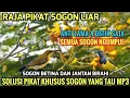 Download Lagu Suara pikat sogon betina dan jantan birahi auto ngumpul #pikatburung (sogon liar saling memanggil)