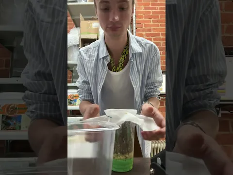 ОН СОБРАЛ МУХ ДОМА ДЛЯ ЛЯГУШЕК😳