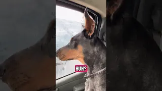 #Fyp #doberman #pets #YouTube #dream