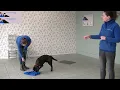 Download Lagu Leer je hond zijn pootjes vegen