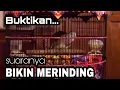 Download Lagu SUARA PERKUTUT BANGKOK JUARA COCOK UNTUK PANCINGAN