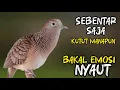 Perkutut Lokal Gacor Suara Besar Cocok Untuk Pancingan Burung Perkutut Agar Bunyi