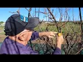Ken Wells Apricot Tree Pruning