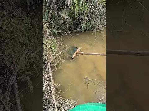 The process of using a homemade dip net to catch fish in the water