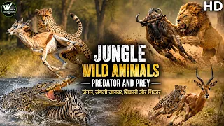 जंगल, जंगली जानवर, शिकारी और शिकार || Jungle Wild Animals Predator And Prey || World Documentary HD