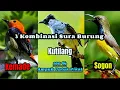 Download Lagu KOMBINASI SURA PIKAT ( Kutilang, Kemade, Sogon ) Jernih Dan Ampuh‼️
