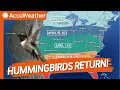 Hummingbird Migration Underway When They ll Reach Your Garden