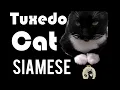 TUXEDO CAT SIAMESE
