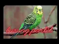 Download Lagu SUARA PIKAT BURUNG PARKIT