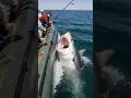 Download Lagu POV: A shark attacks a boat full of fishermen in the middle of the ocean #shark #attack #ocean #pov