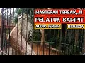 Lagu Masteran Pelatuk Sampit Pelatuk Beras Jernih, Masteran Terbaik Burung Lomba