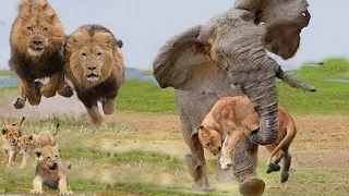 Unbelievable - Tragic Ending For Lion Family When Secretly Ambushed By Elephant Herd