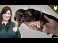 How To Find The PERFECT BREEDER For A DACHSHUND