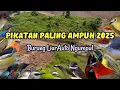 Download Lagu SUARA PIKATAN BURCIL AMPUH MEMANCING BURUNG LIAR SUSAH TURUN #pikatanburung #burungkicaudialamliar MP3