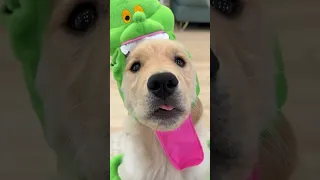 Our Baby and Dogs Dress up as GhostBusters