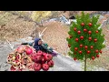 Esmat picking pomegranates in the Zagros Mountains 🍏🏔️