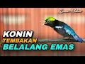 Lagu KONIN GACOR FULL ISIAN TEMBAKAN BELALANG EMAS PANJANG AMPUH UNTUK MATERI KOLIBRI NINJA BAHAN LOMBA
