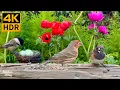 Download Lagu Katten TV 😺🐰 Paaseieren, Lentevogels, Schattige Konijnen 🐦 8 uur (4K HDR)