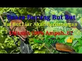 Lagu Suara pikat memanggil burung but but,suara jernih.dijamin lansung datang dan ampuh