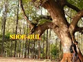 Montage | Shor Gul | Song By Swanand Kirkire & Ujjwal Kashyap |dreamerpavan 2024