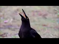 Black Currawong call up close