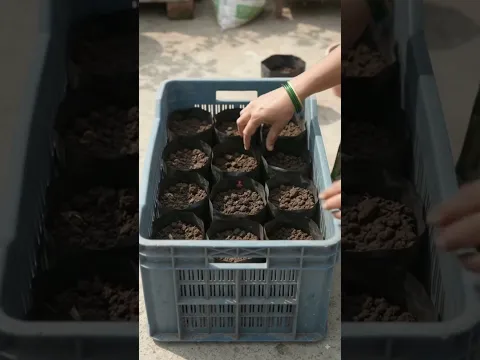 π± 5 Space-Saving Vegetable Gardening Ideas for Home! πβ¨ #shorts