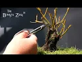 Pruning My Willow Bonsai The Bonsai Zone July 2023