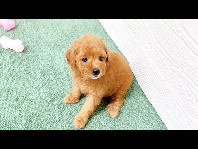 動画