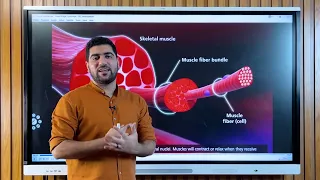 فيديوهات توضيحية للانقباض العضلى 