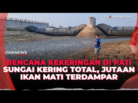 Ngeri! Kemarau Ekstrem di Pati, Sungai Silugonggo Mengering Jutaan Ikan Mati