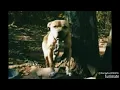 PIT ISLAND S THUG ROM AMERICAN PITBULL TERRIER