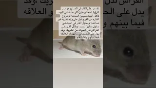 تفسير حلم الفارة في المنام 