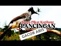 Download Lagu Suara Pikat Kutilang Gacor Asli Tanpa Isian