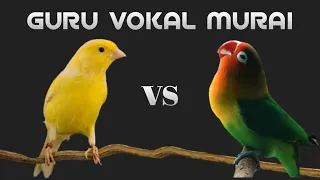 masteran kombinasi kenari vs lovebird untuk isian murai batu