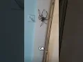 Download Lagu The BIGGEST SPIDER Ever #shorts