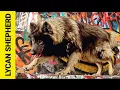 Lycan Shepherd VS Blue Bay Shepherd - What is the Difference